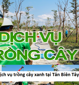 Dịch vụ trồng cây xanh tại Tân Biên Tây Ninh
