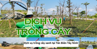 Dịch vụ trồng cây xanh tại Tân Biên Tây Ninh