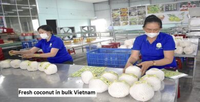 Fresh coconut in bulk Vietnam