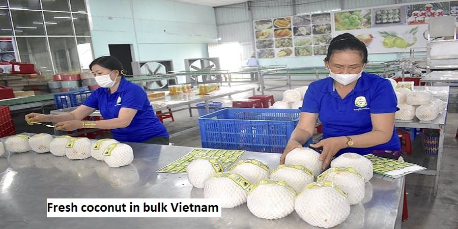 Fresh coconut in bulk Vietnam