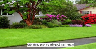 Giới Thiệu Dịch Vụ Trồng Cỏ Tại TPHCM