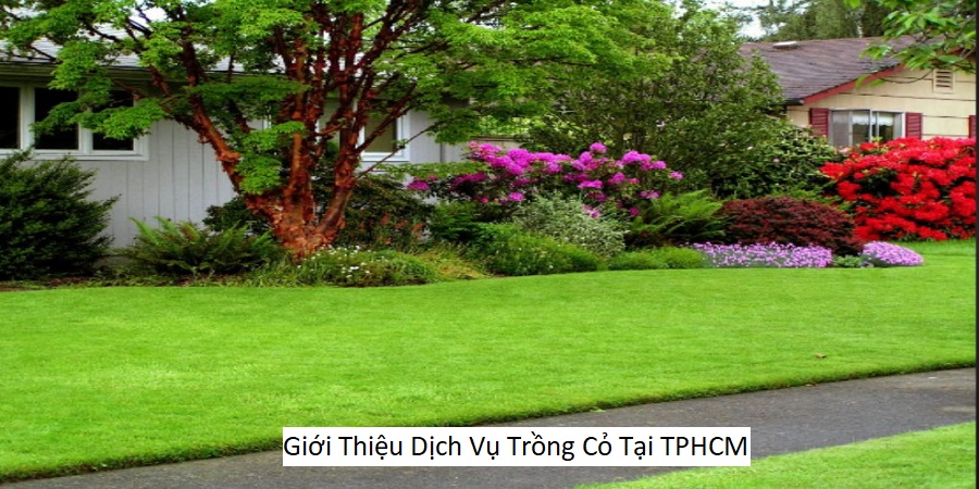 Giới Thiệu Dịch Vụ Trồng Cỏ Tại TPHCM