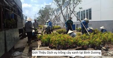 Giới Thiệu Dịch vụ trồng cây xanh tại Bình Dương