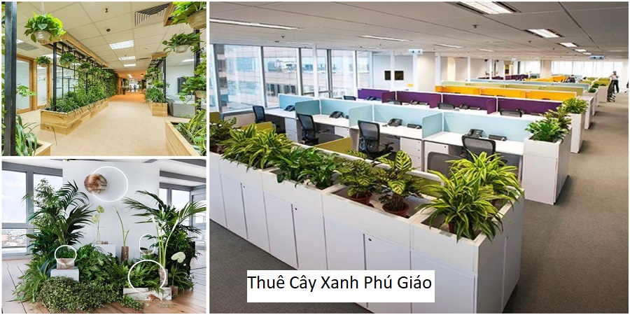 Thuê Cây Xanh Phú Giáo