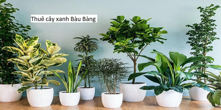 Thuê cây xanh Tân Uyên