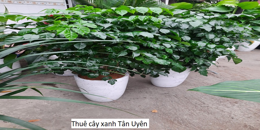 Thuê cây xanh Tân Uyên