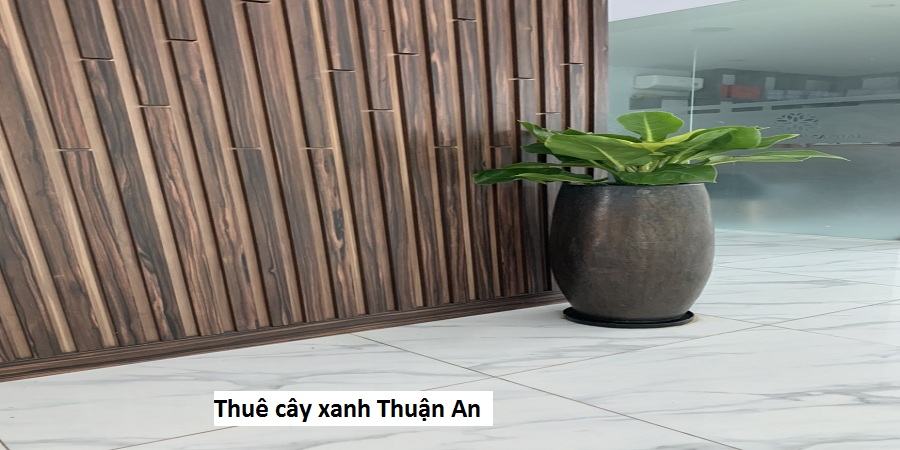 Thuê cây xanh Thuận An