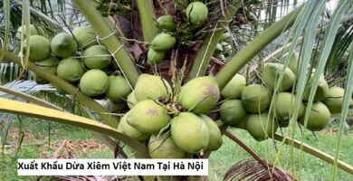 Xuất Khẩu Dừa Xiêm Việt Nam Tại Hà Nội