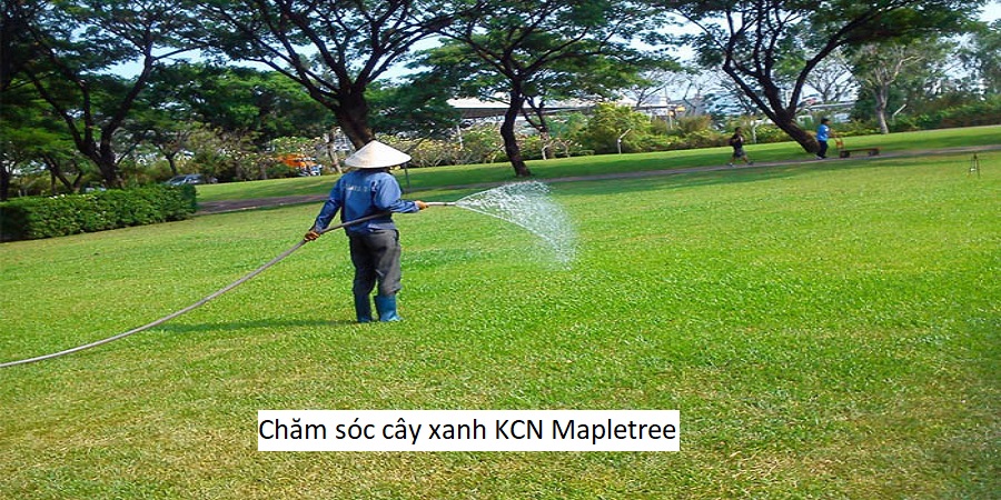 Chăm sóc cây xanh KCN Mapletree