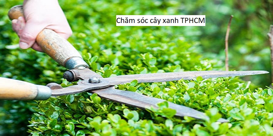 Chăm sóc cây xanh TPHCM