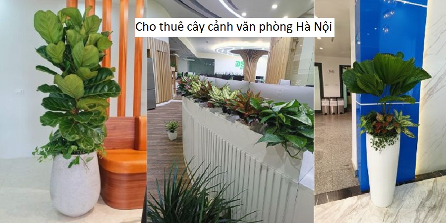 Cho thuê cây cảnh văn phòng Hà Nội