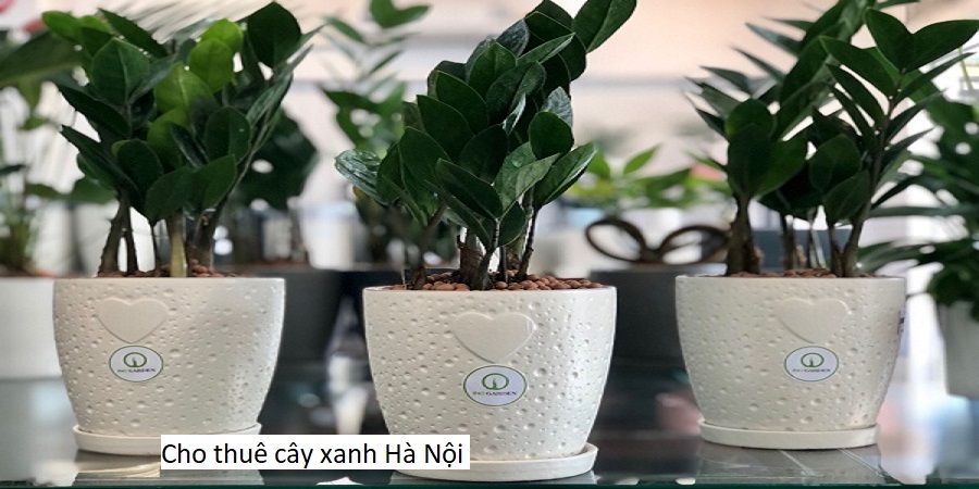 Cho thuê cây xanh Hà Nội