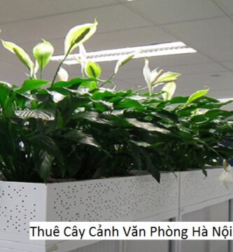 Thuê Cây Cảnh Văn Phòng Hà Nội