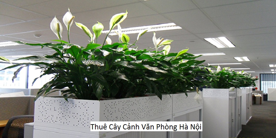 Thuê Cây Cảnh Văn Phòng Hà Nội