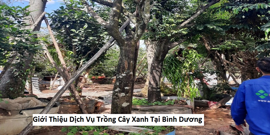 Giới Thiệu Dịch Vụ Trồng Cây Xanh Tại Bình Dương